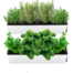 green wall vertical garden jardin cultivo